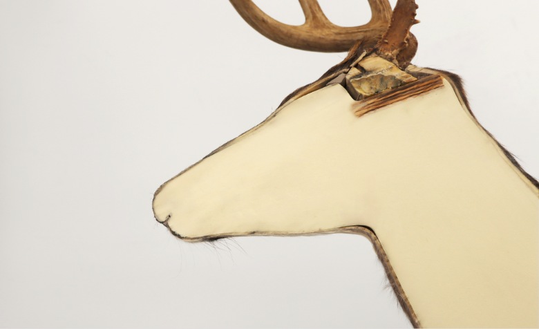 ecoform-lifelike-taxidermy-form